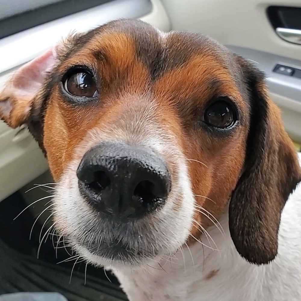Dog Medical Bills Fundraiser - Picture 3 of 16